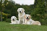 GOLDEN RETRIEVER 952